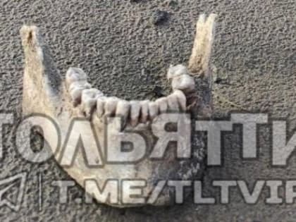 (мнение) Чьи кости нашли в Тольятти на берегу Волги?