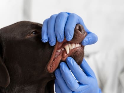 Рядом с Самарой введен карантин из-за бешенства