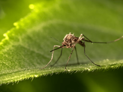 Будут ли в этом году укусы комаров опасны для людей