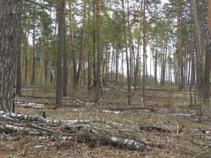 В Тольятти продлен запрет на пребывание  в лесах