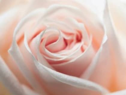 Каждый второй цветок, который продается в России, — это роза