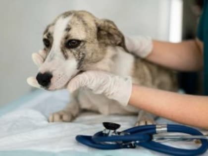 Ветеринар рассказал о признаках простуды у собак