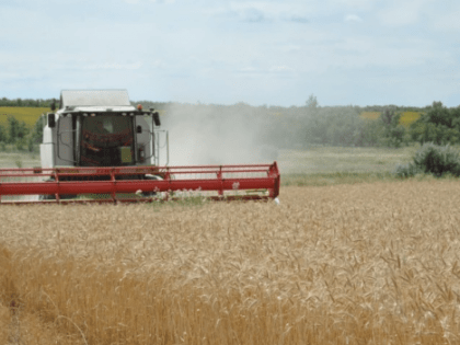 Жители Самарской области дважды пережили рост цен на хлеб. А что будет осенью?