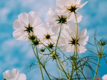 Внезапное удушье, слезы и песок: чем опасна сенная лихорадка, как с ней бороться и не перепутать с ОРВИ