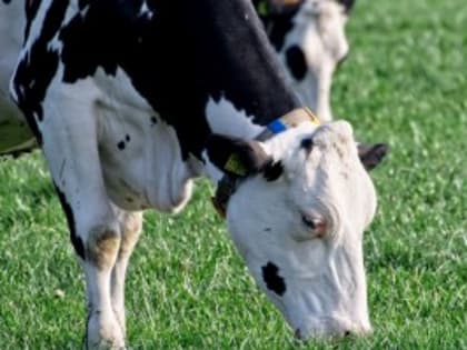 В 5 населенных пунктах Самарской области обнаружили опасную инфекцию