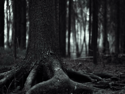 Попавшую в лес сызранку от грозящей беды спас громкий звук