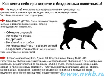 Как вести себя при встрече с бездомным животным