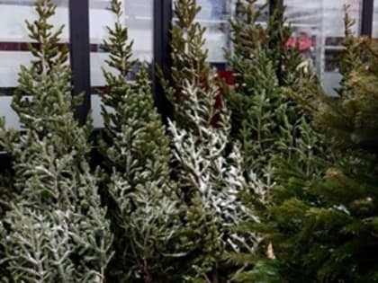 В Тольятти стартует акция «Добрые елки»