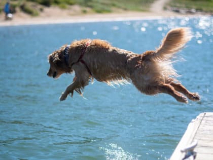 Собака может умереть: кинолог назвал пять главных летних опасностей