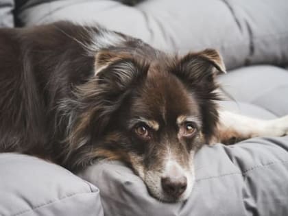 Психолог сообщила о влиянии животных на психику их хозяев