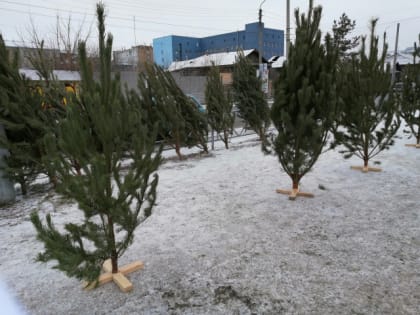 В декабре цены на елки могут вырасти: как дешевле встретить Новый год
