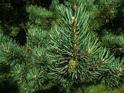 В Тольятти елочные базары откроются 10 декабря. Все адреса