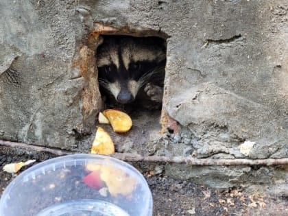 (фото) В Тольятти спасли енота, застрявшего в подвале. Он рычит, но домашний