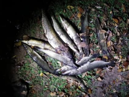 Полиция Сызрани ночью накрыла заезжих с острогами и фонарями