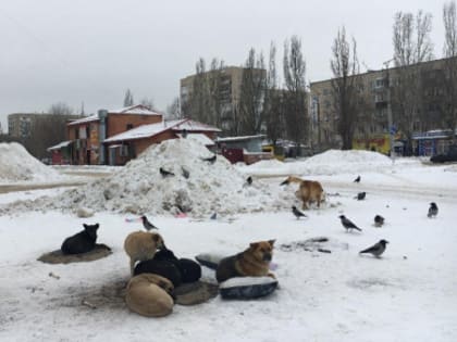Тольяттинские депутаты направили в область предложение о создании приютов для животных