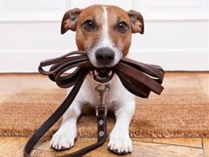 Короткий поводок