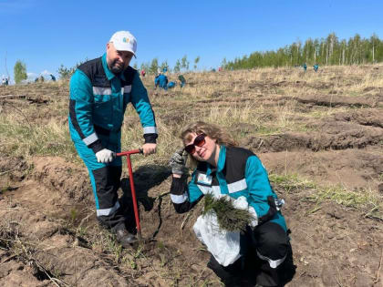 Пусть деревья растут большими