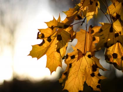 Народные приметы на 31 октября: в этот день нельзя трогать вестника с того света, иначе вас ждет беда