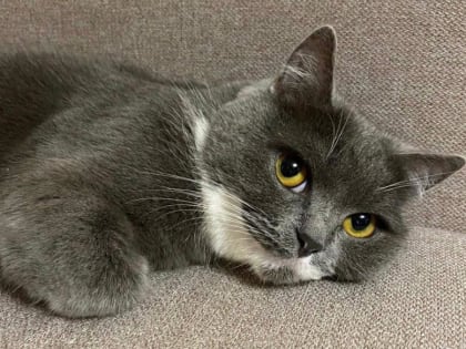 Ученые выяснили, как кошки реагируют на голоса хозяев