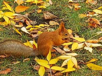 Когда в Самарскую область придут первые заморозки? Синоптики дали прогноз на сентябрь