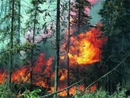 Причина 90% лесных пожаров - человек