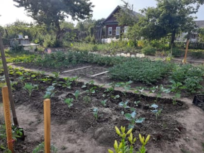 Врач перечислил опасные болезни, которыми можно заразиться на даче