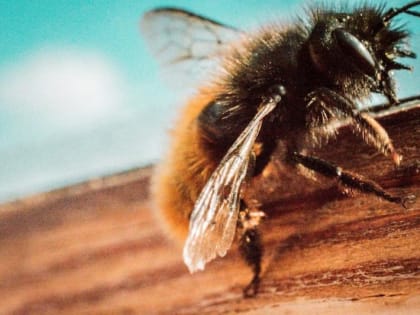 Врач рассказал, что делать при осином укусе в область гортани