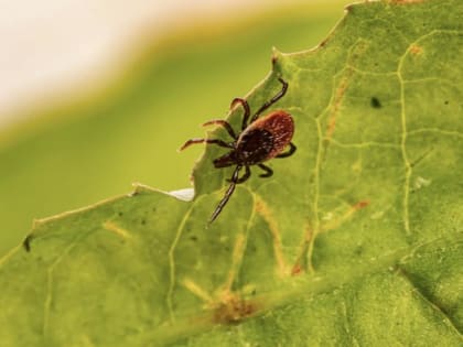 Врач Иванов рассказал, что нужно делать при укусе клеща