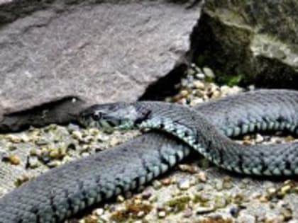 Ядовитую змею поймали на детской площадке вблизи жилого дома на юго-востоке Москвы