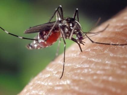 Существует особая категория людей: как комары выбирают свою жертву