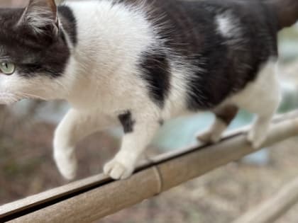 Самарцам рассказали, чем можно заразиться от кошек