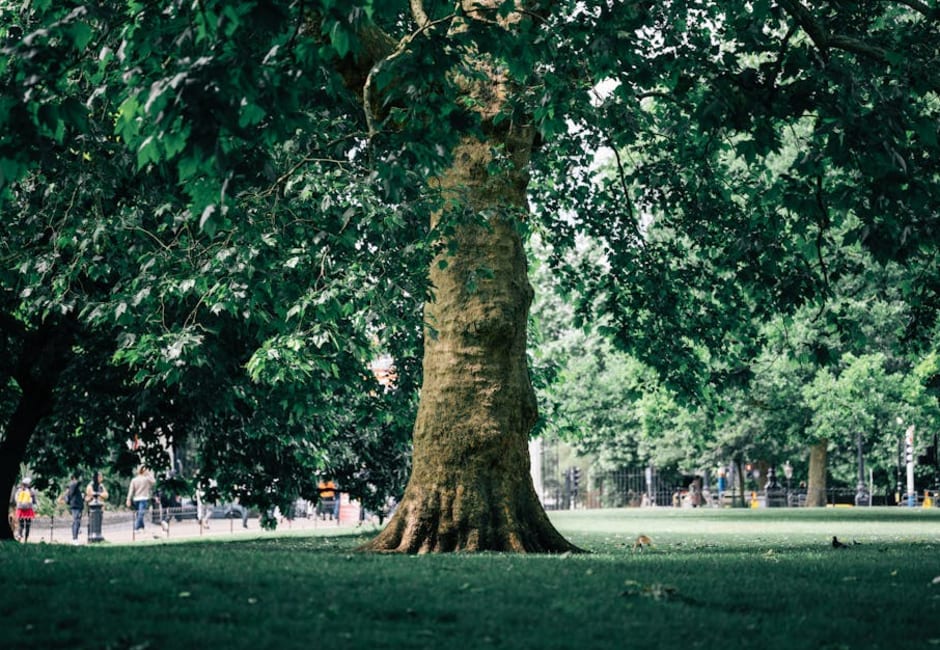 Hampstead Heath