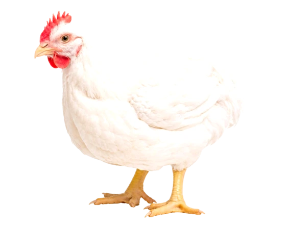 Live Broiler (1460-1540)gm