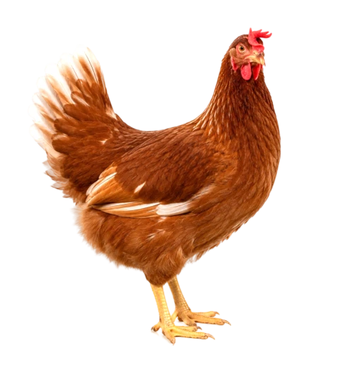 Live Layer Chicken
