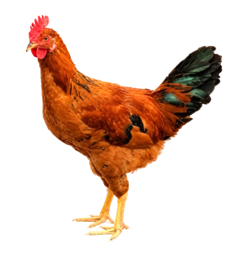 Live Sonali Chicken