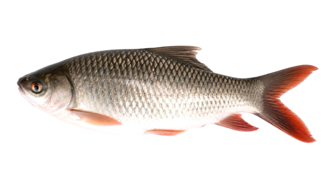 Ruhi Fish(1.5-1.670)gm