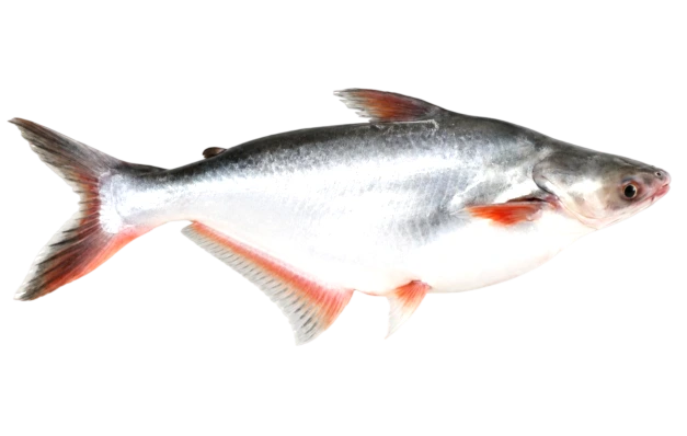 Pangas-2kg