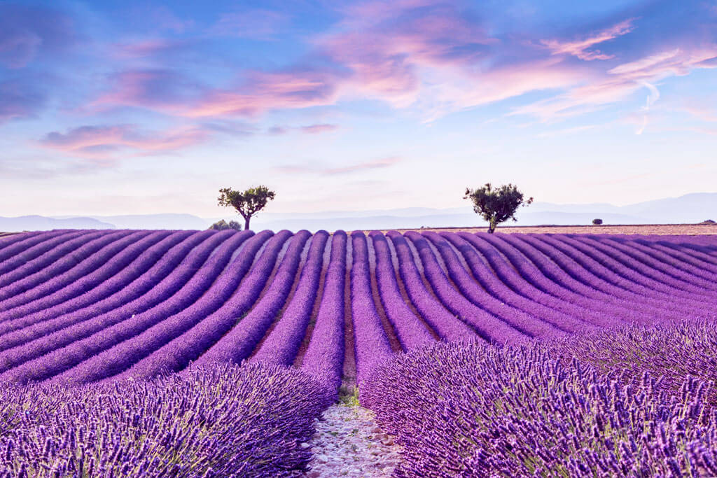 Lavender Bloom in Provence