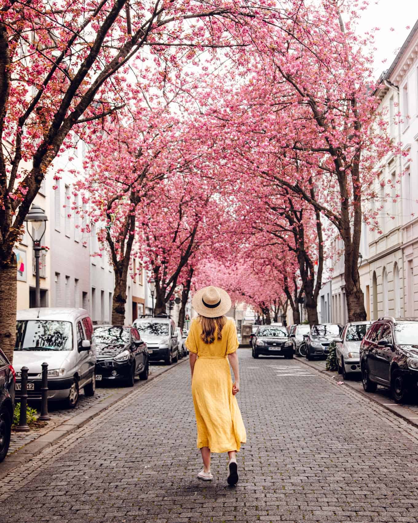 Sakura Bloom in Bonn
