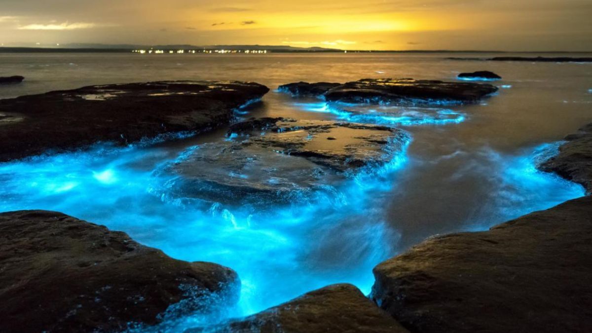 Mar de Ardor (Bioluminiscencia)