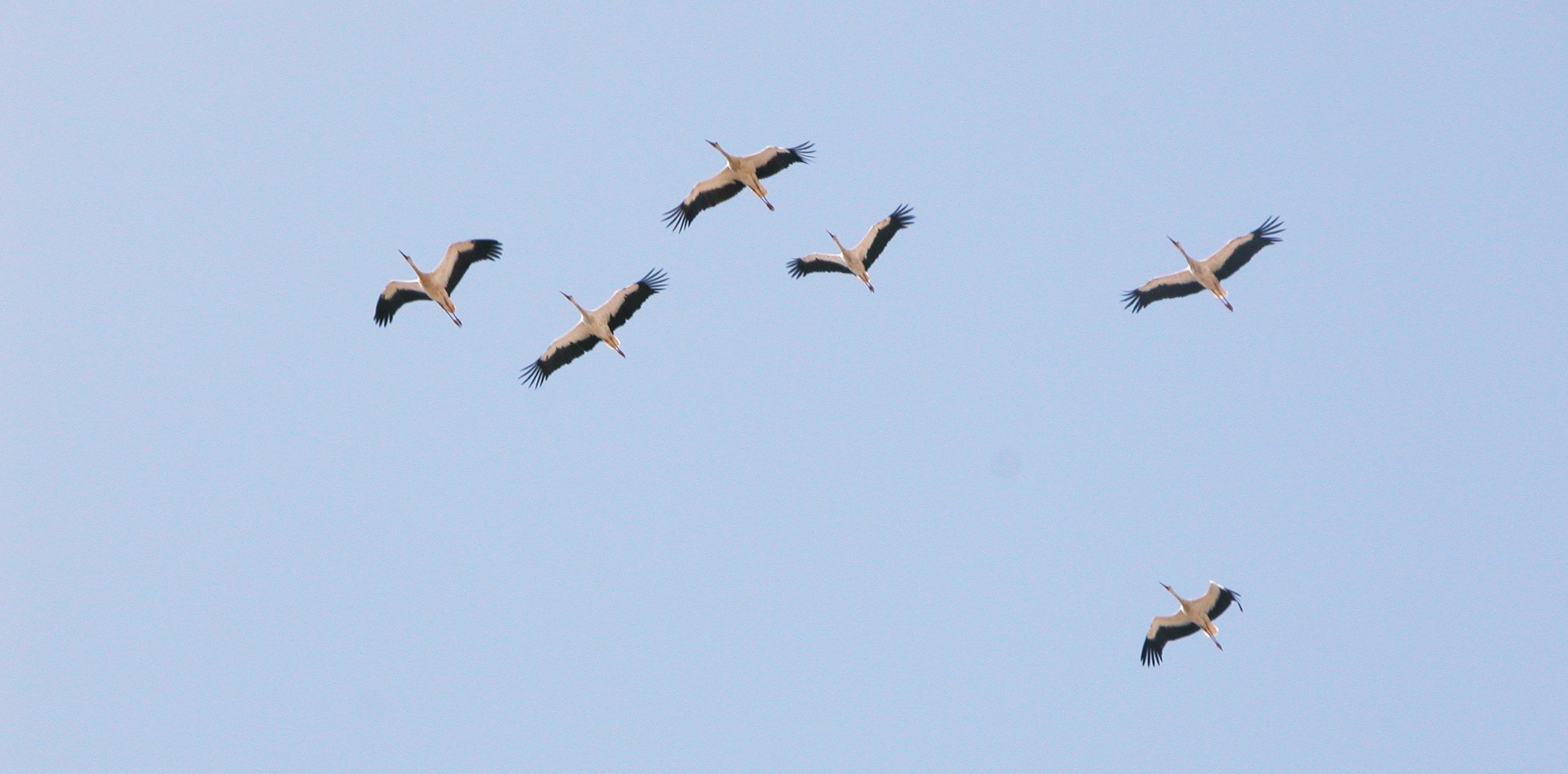 Paso del Estrecho de Aves