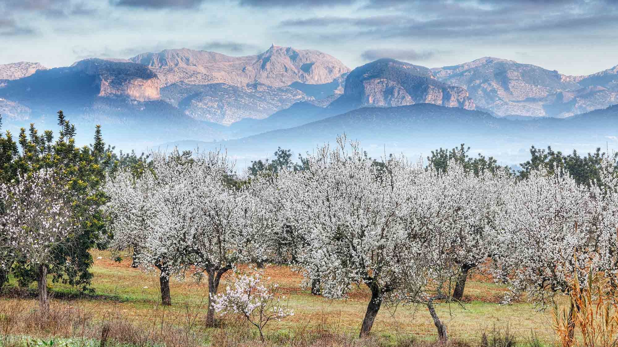 Almendros en Flor