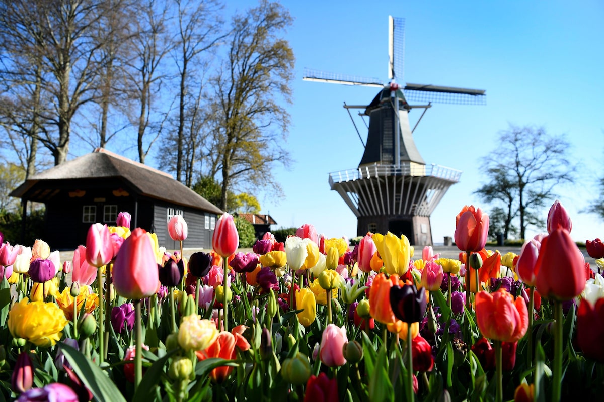 Campos de tulipanes de colores en Keukenhof.