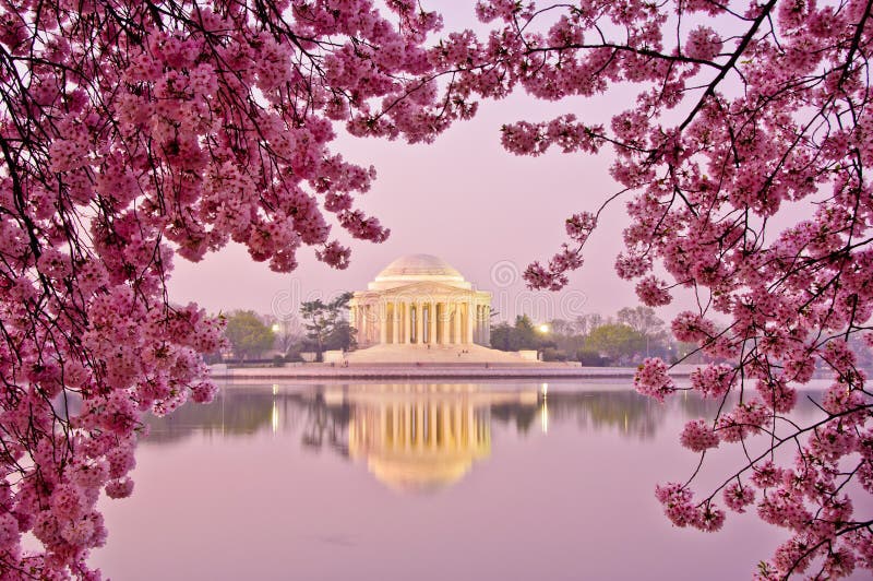 Flores rosas con el Monumento a Washington de fondo.