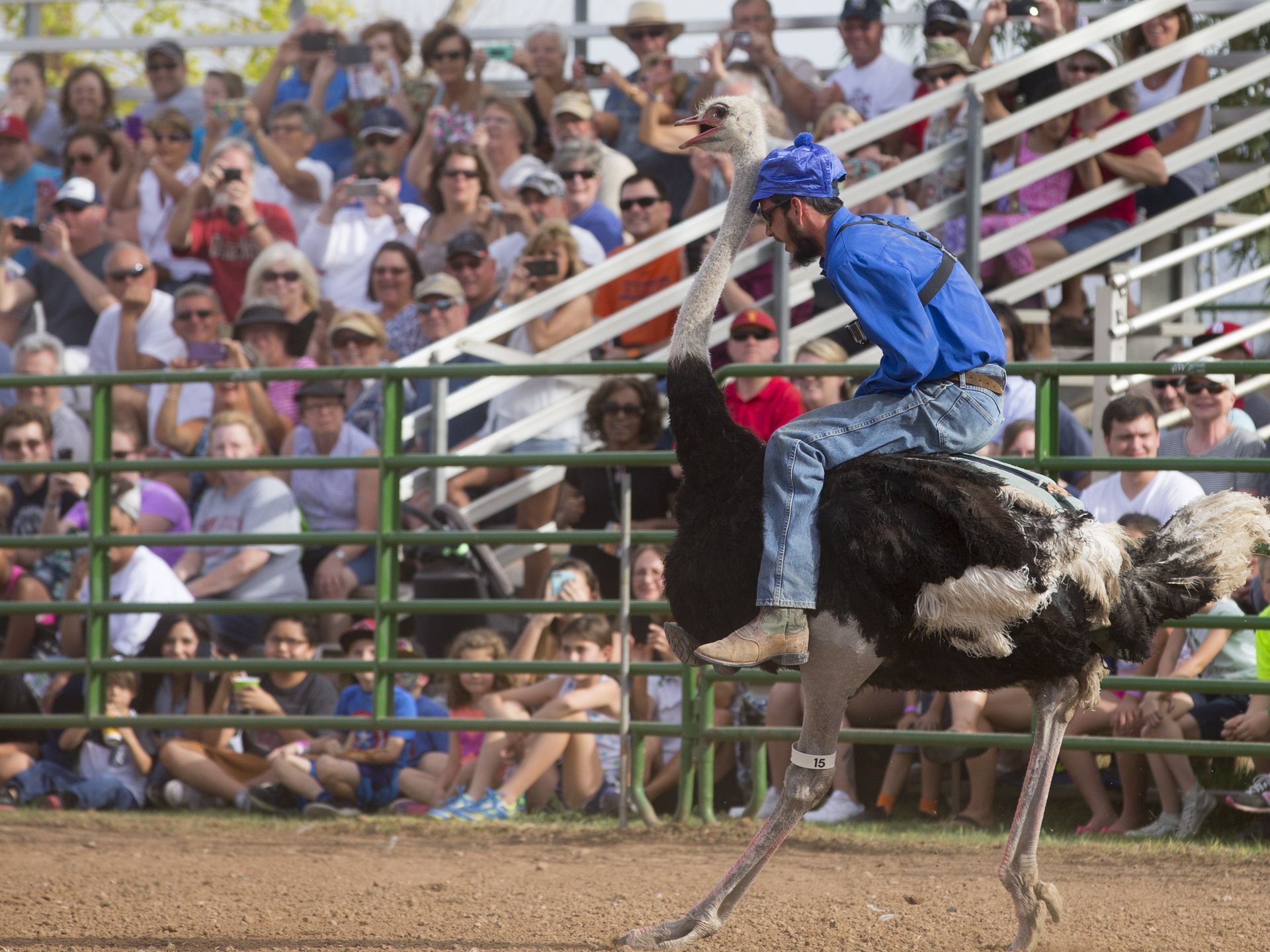Avestruces corriendo en una pista de arena.