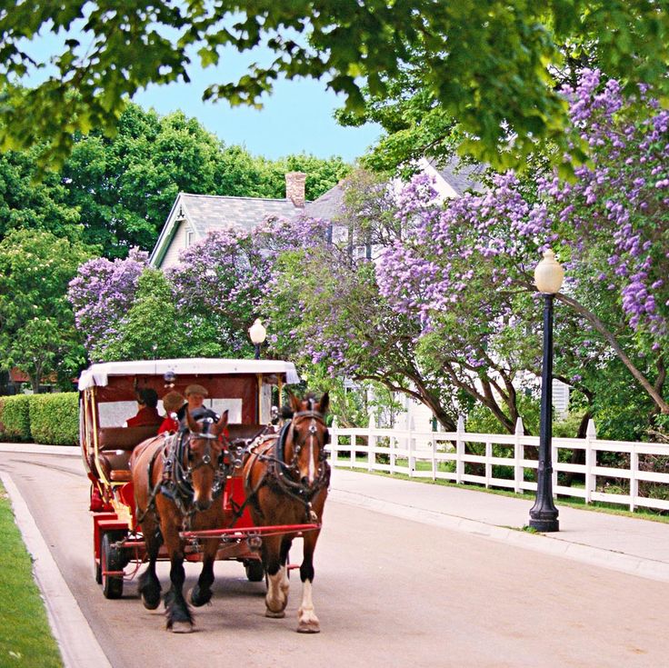 Carruaje de caballos rodeado de flores lilas.