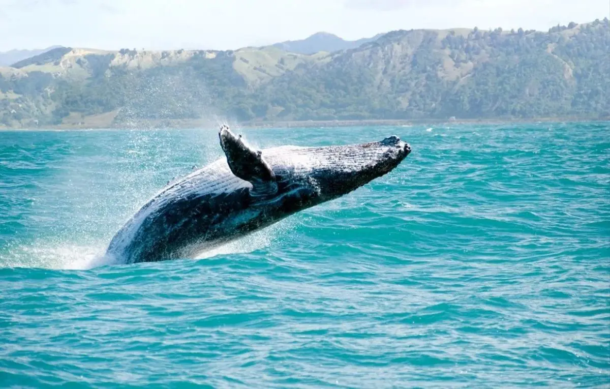 Ballena gris asomando la cabeza junto a un bote.