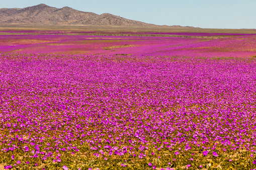 Campo de flores lilas en medio de la arena.
