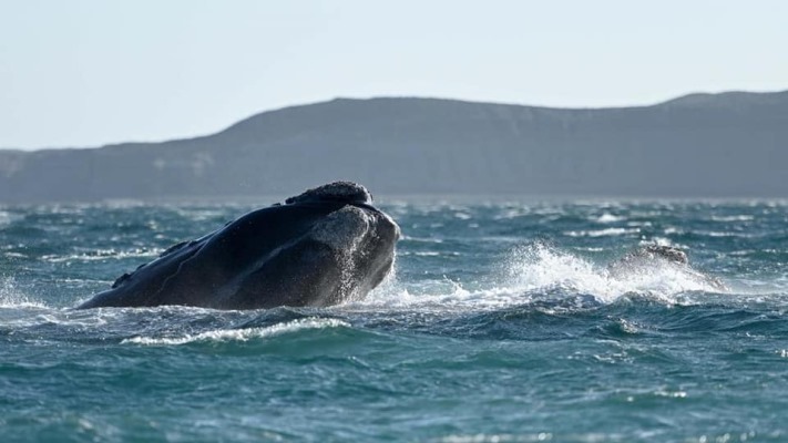 Cola de ballena saliendo del agua.