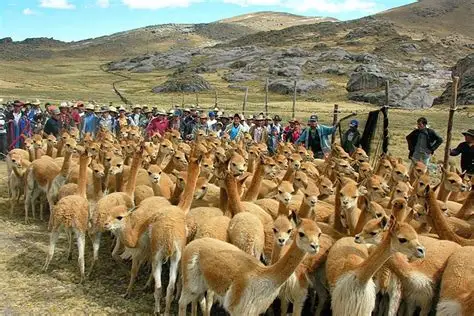 Campesinos rodeando una manada de vicuñas.